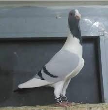 Raed M Alazzeh Adli Kullanicinin Syrian Pigeons Panosundaki Pin Ayi