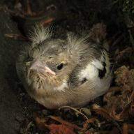 Der vogel hält sich klar mehr ausserhalb des in einer mitteilung vom dienstag beschreibt die vogelwarte sempach den ziegenmelker als geist. Vogel Mit Schnurrendem Gesang Auf Einer Tonhohe