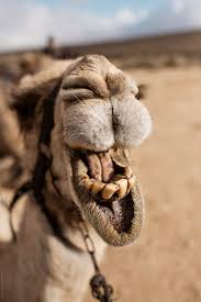 Camels use their canine teeth as a weapon. Camel Showing Its Teeth By Jack Sorokin