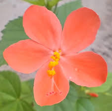 Image result for Hibiscus micranthus