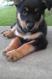 As both the german shepherd and rottweiler are large dogs expect the shepherd rottie mix puppies to grow into a large dog that's powerfully built, athletic dogs and will be medium to. Pin On Dogs