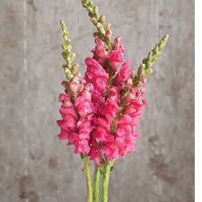 Potomac Cherry Rose Snapdragon Seed Johnny S Selected Seeds Flower Farm Flower Seeds Snapdragons