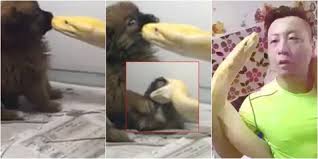 Tak hanya positif namun juga bisa menjadi pertanda negatif. Beri Makan Ular Kesayangan Pria Ini Sengaja Adopsi Anak Anjing Kapanlagi Com