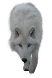Png images wolf (24).png (id 13520) suggested for you. Wolf White Icons Png Free Png And Icons Downloads