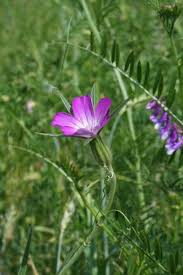 Image result for Agrostemma githago