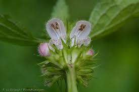 Image result for Ornithogalum flexuosum