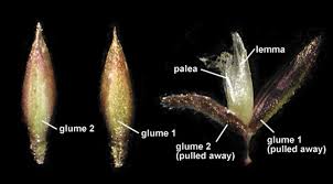 Image result for Agrostis pilgeriana