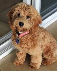We have a variety of colors for these sweet and loving pups. Pin On F A N T A S Y