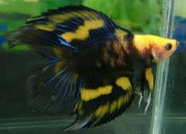 Black And Yellow Fish Freshwater Yellow Black Butterfly Dt Betta Betta Fish Beautiful Fish
