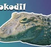 Schlieremer Chind - S'Krokodil | Mir gönd in Zoo