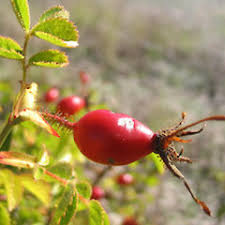 Image result for Cissus rubiginosa