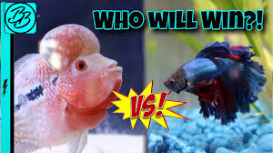 But there is another breed of betta which is betta fish fight will all fish. Betta Fish Vs Flowerhorn Staredown Fish Battle Royale Youtube