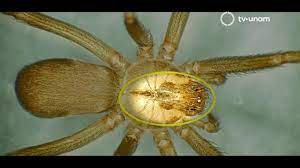 See more of araña violinista on facebook. Arana Violinista La Mas Peligrosa En Mexico Youtube