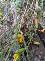 Image result for Crotalaria orthoclada