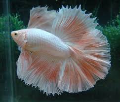 Pink Platinum Pet Fish Beautiful Fish Betta Fish