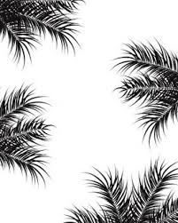 Black And White Background Design Images Tropical Design With Black Palm Leaves And Plants On White Background Tropical Design Wallpaper White Background