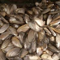 Sudah tahu 5 perbedaan ikan air tawar dan ikan air laut ini? Mengolah Kijing Besar Air Tawar Tata Cara Mengolah Dan Membersihkan Kerang Kijing Kolam Air Tawar Youtube Proses Ganti Kulit Di Mulai Saat Lobster Merasa Kulitnya Penuh Sesak
