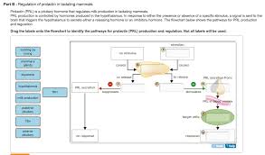 Solved Prolactin Prl Is A Pituitary Hormone That Regula Chegg Com