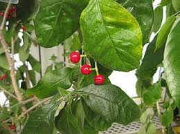 Image result for Psychotria kirkii