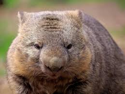Wombats are nocturnal and emerge to feed at night on grasses, roots, and bark. Scientists Solve Mystery Of How Wombats Produce Cubed Poo The Independent The Independent