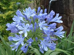 Image result for Agapanthus africanus