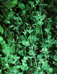 Image result for Drymaria