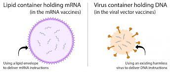 The vaccines from pfizer and moderna were the first inoculations approved for humans to use mrna, but the technology was being worked on for decades before it was adapted to vaccine creation. Vaccines For The Novel Coronavirus Ask A Biologist