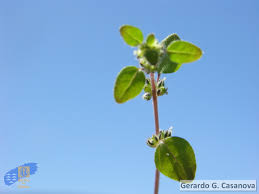 Image result for Parietaria debilis