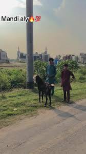 Mandi Aly: Discover the Spirit of Mundi Baaldi