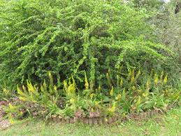 Image result for Coddia rudis