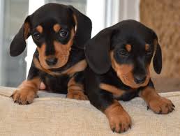 We know the downfall in the genetics when breeding chocolate to cream. Miniature Smooth Haired Dachshunds Mold Clwyd Pets4homes