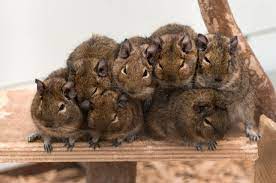 Company Of Their Own Species Is Critical For Degus See Httpforumdegus-international-communityorg Suesse Tiere Babytiere Nagetiere