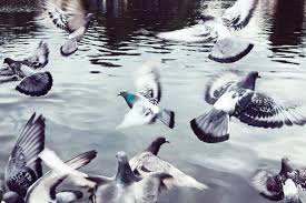 Homing Pigeons Pigeon Homing Pigeons Racing Pigeon Lofts