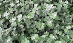 Insolites originales ou colorées, choisissez les plantes d'intérieur qui vous conviennent. Les Plantes Retombantes