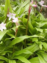 Image result for Crinum rautanenianum