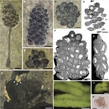 Image result for Hypolytrum heteromorphum