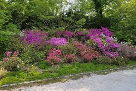 Woody species are defined as plants whose stems and trunks survive above ground during the winter season. How To Grow And Care For Azaleas Gardener S Path