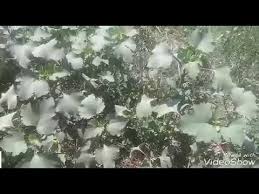 Pitrak Sarica Otunun Yapraklari Tohumlari Kahvesi Faydalari Yararlari Ne Otlar Yaprak Tohum