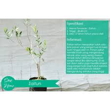 Terdapat sekitar 200 spesies tumbuhan. Pohon Zaitun Olive Tree Terlengkap Shopee Indonesia