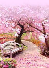 Maybe you would like to learn more about one of these? S Asseoir Et Rever Taman Indah Fotografi Pemandangan Bunga Sakura