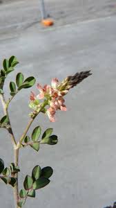 Image result for Indigofera congesta