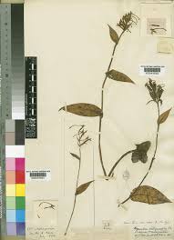 Image result for Brownleea maculata