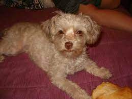 Chi Poo Chihuahua Poodle Mix Info Puppies Temperament Picture Poodle Mix Chihuahua Poodle Mix Small Poodle