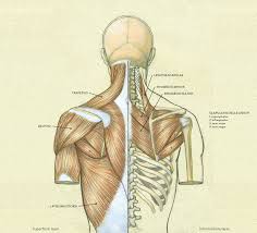 3d render of a male muscular anatomy. Muscles Of The Neck And Torso Classic Human Anatomy In Motion The Artist S Guide To The Dynamics Of Figure Drawing