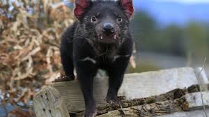 En la actualidad solo se encuentra en estado silvestre en la isla de tasmania, al sur de australia continental. Animales El Demonio De Tasmania Vuelve A La Australia Continental Tras 3 000 Anos