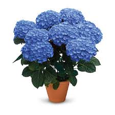 Image result for Ozoroa macrophylla