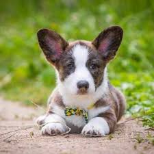 The teacup corgi puppies for sale can easily play along with humans, babies, and other pets. Corgi Puppies For Sale In Charlotte Nc