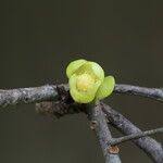 Image result for Uapaca nitida