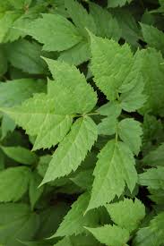 Image result for Faurea racemosa