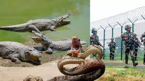 Wild East? BSF may use snakes, crocodiles to guard porous Bangladesh border